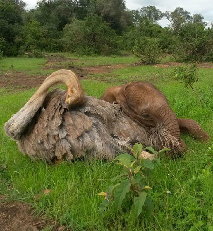 David Sheldrick Wildlife Trust