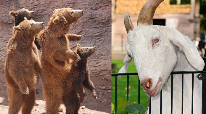 El zoológico de Barcelona cierra sus puertas para convertirse en un parque animalista