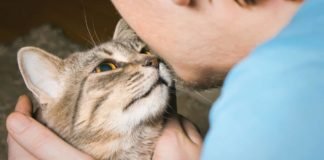 Un estudio afirma que los gatos imitan la inestabilidad emocional de sus dueños