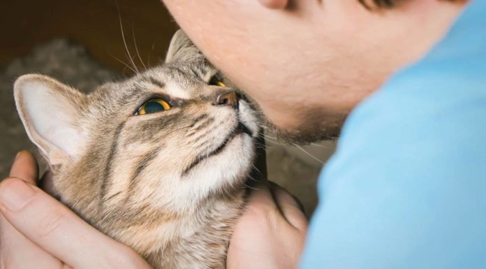 Un estudio afirma que los gatos imitan la inestabilidad emocional de sus dueños