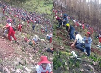 Cusco: escolares plantan 10 mil pinos en zonas afectadas por incendios