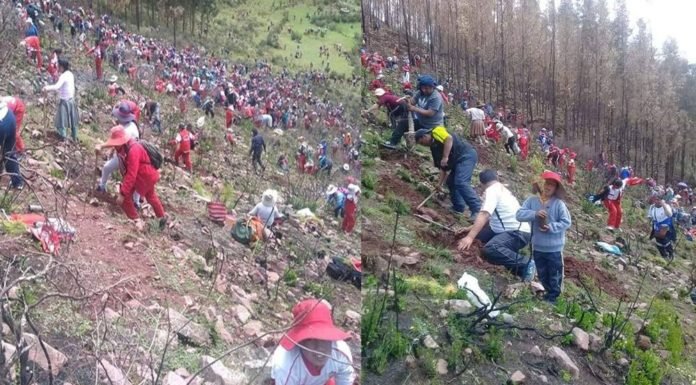 Cusco: escolares plantan 10 mil pinos en zonas afectadas por incendios
