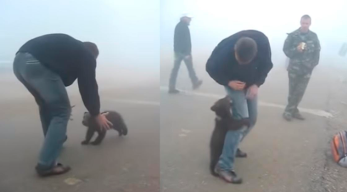 Registraron imágenes de un oso bebé abrazando a un hombre luego de ser rescatado de los incendios en Australia