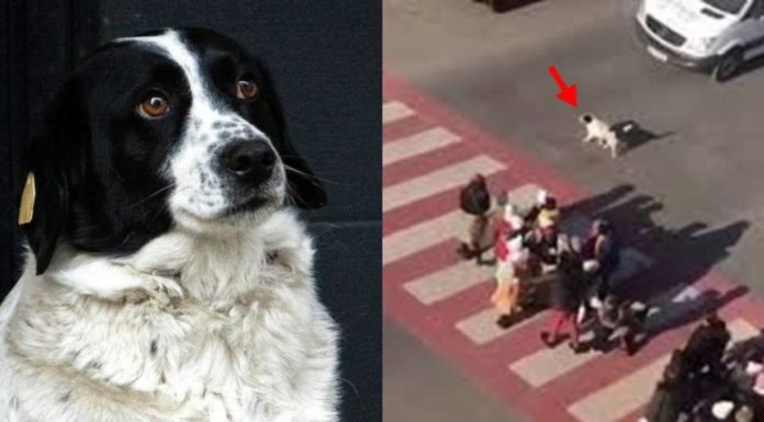 Conoce a Kupata, el perrito callejero que ayuda a niños a cruzar las calles