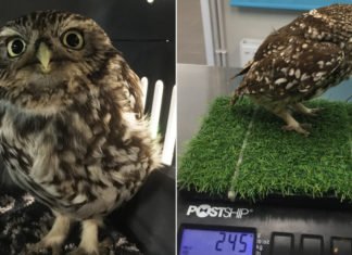 Rescatan a un búho que estaba “muy gordo para volar” por comerse demasiados ratones