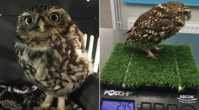 Rescatan a un búho que estaba “muy gordo para volar” por comerse demasiados ratones