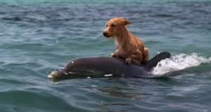 Un perro se cayó en un canal y no podía salir, pero un grupo de delfines lo rescató