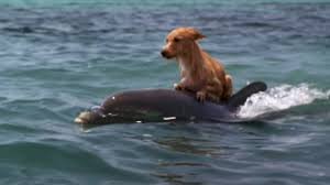 Un perro se cayó en un canal y no podía salir, pero un grupo de delfines lo rescató