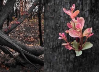 Bosques de Australia se niegan a morir, brotan florecitas entre las cenizas (FOTOS)