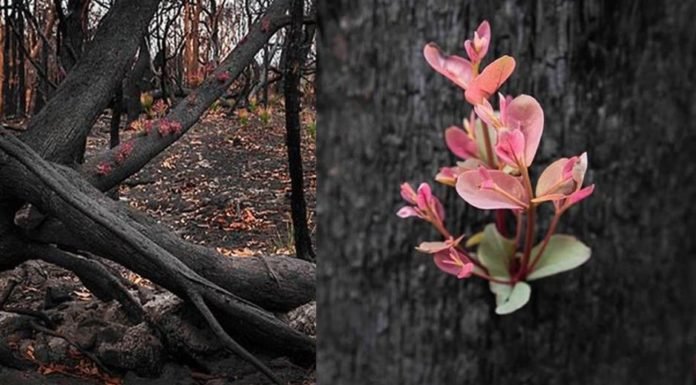 Bosques de Australia se niegan a morir, brotan florecitas entre las cenizas (FOTOS)