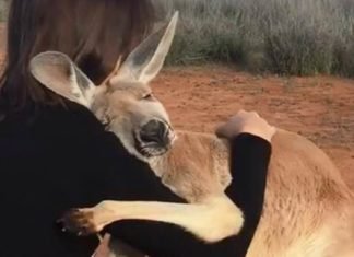 Canguro no puede dejar de abrazar a los voluntarios que lo salvaron en Australia. Busca dar gracias