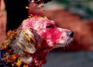 Nepal: Festival que da las gracias a los perros por ser nuestros amigos