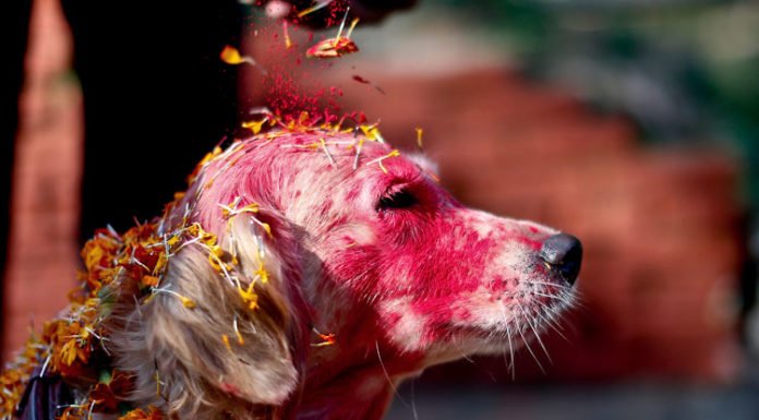 Nepal: Festival que da las gracias a los perros por ser nuestros amigos