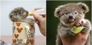 Conoce la iniciativa que te permite ‘adoptar un koala’ para salvarlos de la extinción