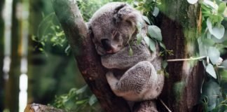 Adiós Koalas: lo han declarado casi extinto en Australia