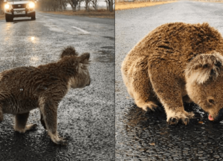Koala sediento lame el agua de la lluvia que quedó en las pistas