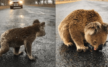 Koala sediento lame el agua de la lluvia que quedó en las pistas