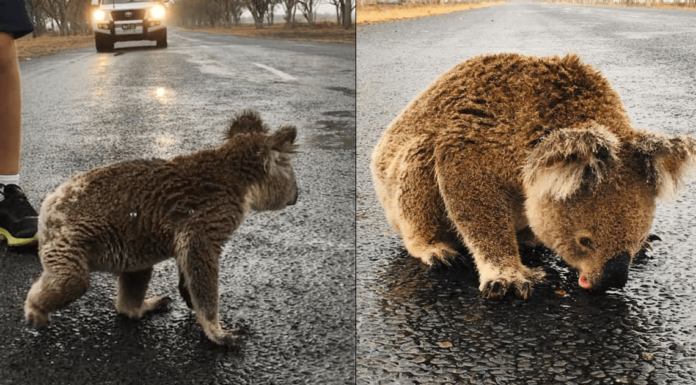 Koala sediento lame el agua de la lluvia que quedó en las pistas