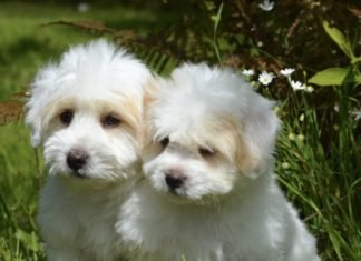 En Italia ya te dan permiso laboral para cuidar a tu perro si se pone enfermo