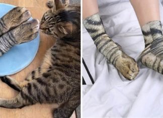 Los calcetines en forma de patas son el último maullido de la moda. Lo que toda mamá gatuna requiere