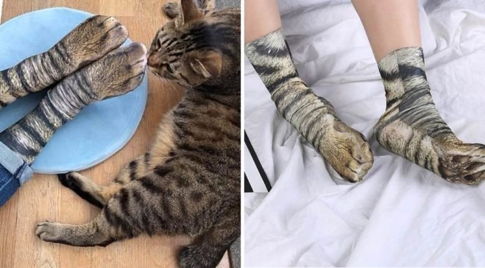 Los calcetines en forma de patas son el último maullido de la moda. Lo que toda mamá gatuna requiere