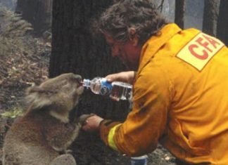 5 Programas de voluntariado para viajar a Australia y ayudar a los Koalas