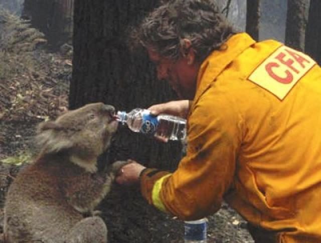 5 Programas de voluntariado para viajar a Australia y ayudar a los Koalas