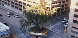Así se trasladan de sitio árboles gigantes con cientos de años, sin dañarlos