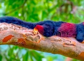 ¿Conocías El Hermoso Pelaje Colorido De La Ardilla Gigante India?
