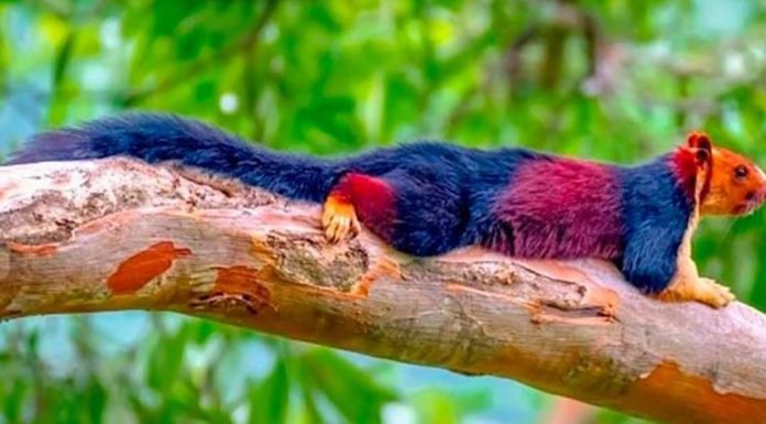 ¿Conocías El Hermoso Pelaje Colorido De La Ardilla Gigante India?