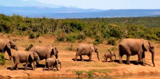 Se prohibió la venta de elefantes para zoológicos y circos en todo el planeta
