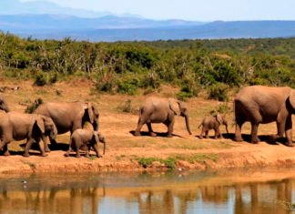 Se prohibió la venta de elefantes para zoológicos y circos en todo el planeta
