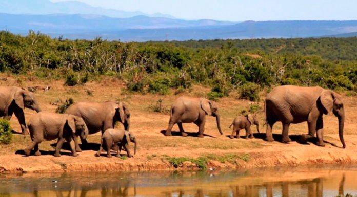 Se prohibió la venta de elefantes para zoológicos y circos en todo el planeta