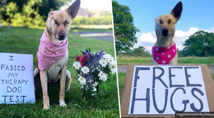 Le dispararon estando preñada y ahora se ha convertido en un perro de terapia y ayuda