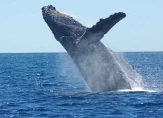 Las ballenas jorobadas se salvan: pasaron de 450 a 25.000 ejemplares