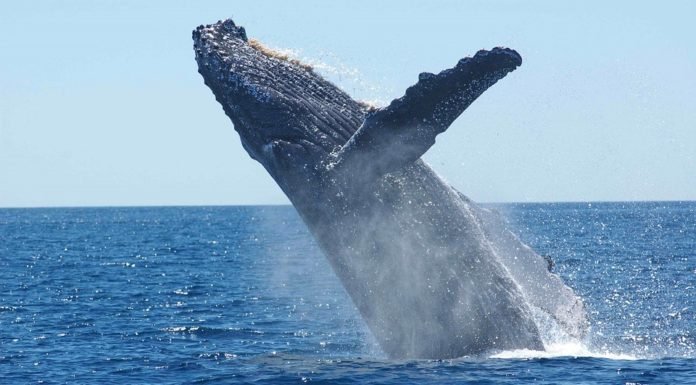 Las ballenas jorobadas se salvan: pasaron de 450 a 25.000 ejemplares