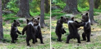 Hombre capta a tres ositos bailando en medio del bosque. Pensó que era su imaginación.