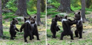 Hombre capta a tres ositos bailando en medio del bosque. Pensó que era su imaginación.