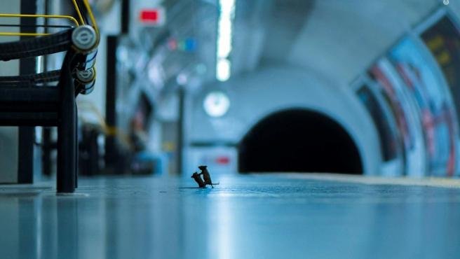 Pelea de ratones en el metro de Londres, mejor foto de naturaleza del año