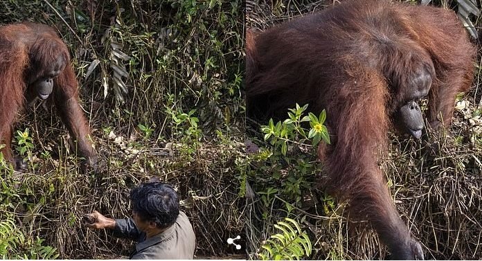 Fotógrafo captura a un orangután tratando de ayudar a un guardia forestal