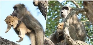 Capturan a Simba y Rafiki recreando la icónica escena de ‘El Rey León’ en el Parque Kruger de Sudáfrica