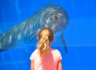 7 consejos para un turismo responsable con los animales