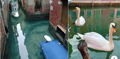 El agua de los canales de Venecia se está aclarando debido a la ausencia de turistas