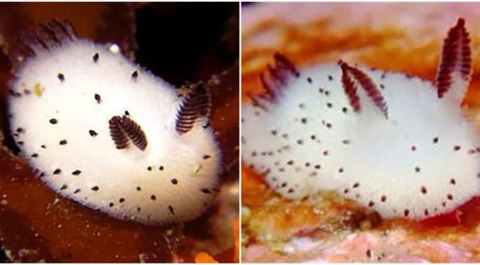 Conoce a los conejos marinos, una especie que está cautivando al Internet