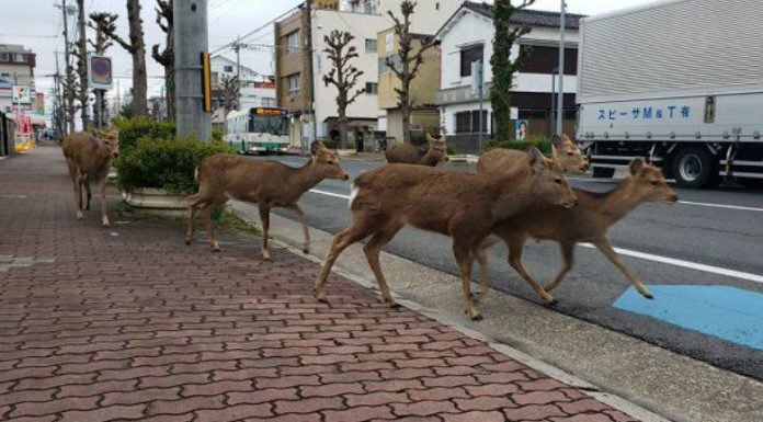 Reportan inusuales avistamientos de animales por ausencia de gente en las calles por Covid-19