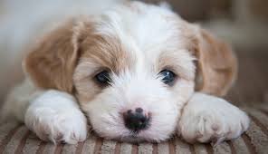 Animal Planet mostrará sólo cachorritos por 94 horas para hacer más ameno el aislamiento