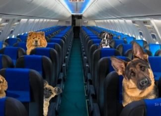 Aerolíneas Argentinas ahora permite perros acompañantes