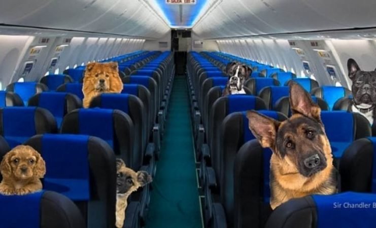 Aerolíneas Argentinas ahora permite perros acompañantes