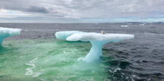 Pescadores creyeron ver una foca sobre un iceberg, hasta que vieron de cerca