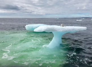 Pescadores creyeron ver una foca sobre un iceberg, hasta que vieron de cerca
